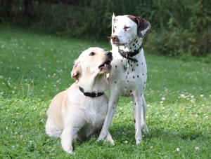 Lana und Chico